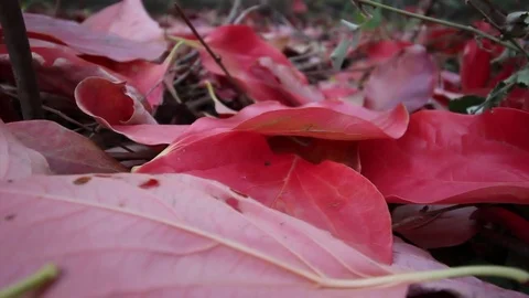 Red autumn leaves Stock Footage 86457950