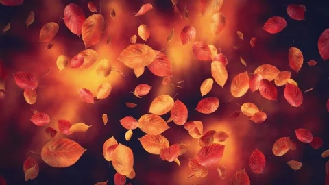 Red Autumn Leaves Stock Footage 153107787