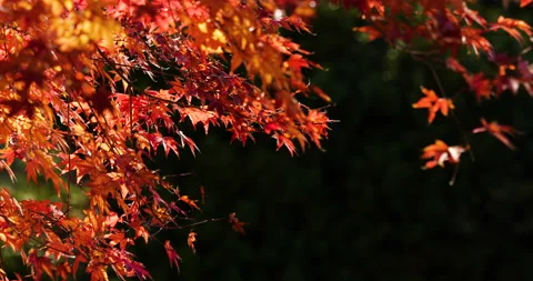 Red autumn leaves. Video stock 158479587