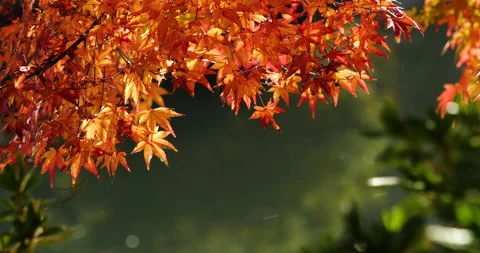 Red autumn leaves. Stock Footage 159383348