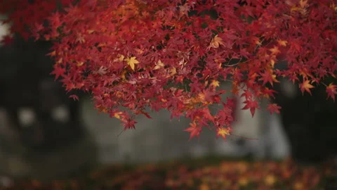 Red Autumn Leaves Stock Footage 239286059