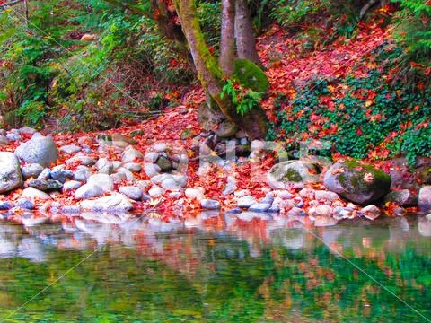 Red autumn leaves lie on the shore of a rocky lake in a park in Vancouver, Ca Stock Photos