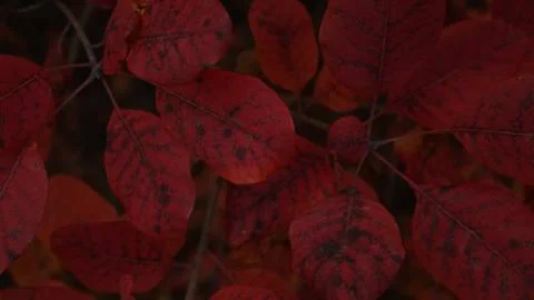 Red autumn leaves in macro shot Stock Photos