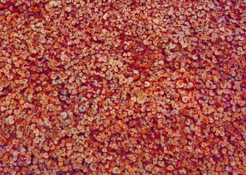 Red autumn leaves. Pattern background for your project Stock Photos