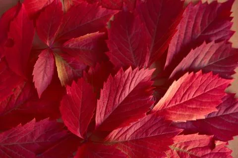 Red autumn leaves pattern. Stock Photos