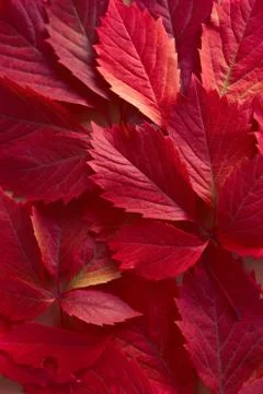 Red autumn leaves pattern. Stock Photos