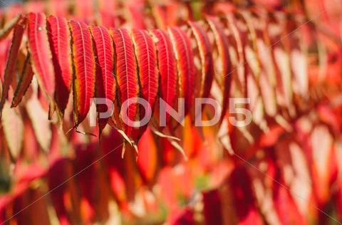 Red autumn leaves Stock Photos