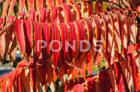 Red autumn leaves Stock Photos