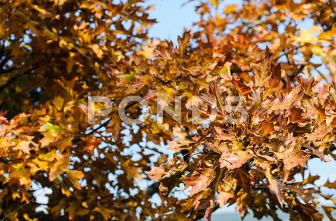 Red autumn leaves Stock Photos