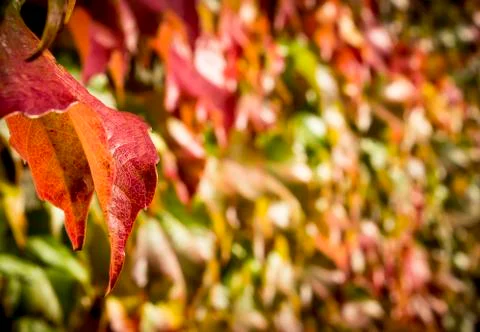 Red Autumn leaves Stock Photos