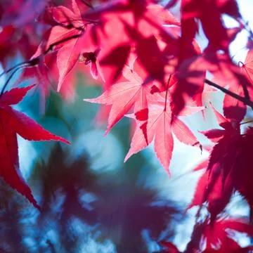 Red autumn leaves Stock Photos