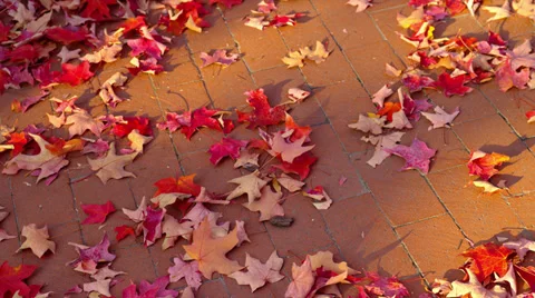 RED AUTUMN LEAVES ON SIDEWALK # 2 Stock Footage