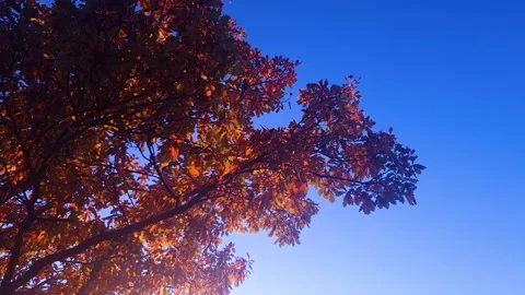 Red autumn leaves on a tree bathed in sunlight. A colorful autumn tree daytime. Видео 346731968