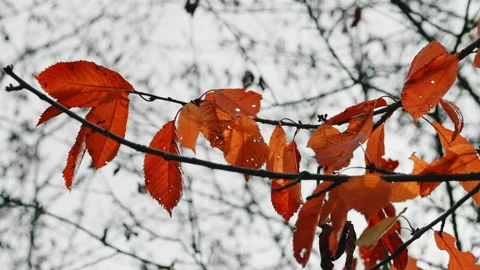 Red autumn leaves on tree Stock Footage 219735770