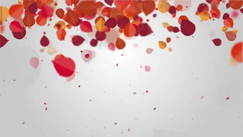 Red autumn leaves of trees falling down. White art background Video stock 249509309