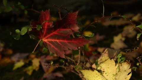 Red autumn maple leaf Stock Footage 209163390