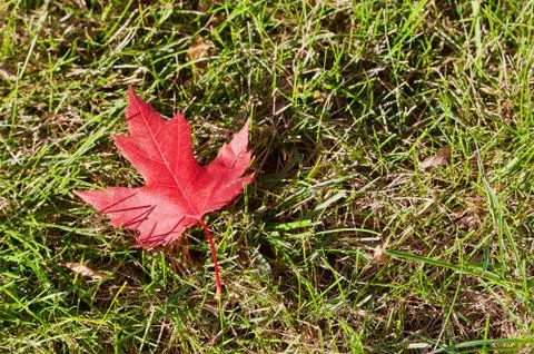 Red autumn maple leaf in the grass Stock Photos