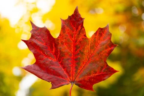 Red autumn maple leaf in hand on background of trees Stock Photos