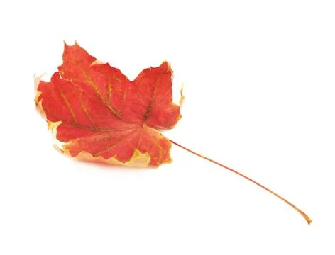 Red autumn maple leaf Stock Photos