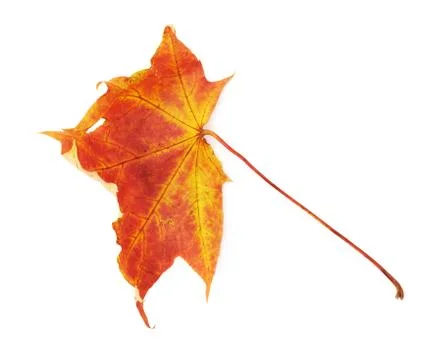 Red autumn maple leaf Foto stock