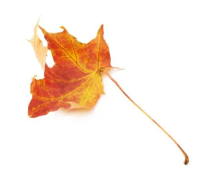 Red autumn maple leaf Stock Photos