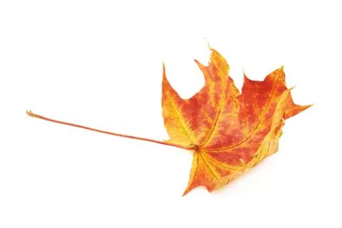 Red autumn maple leaf Stock Photos