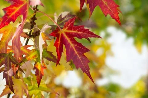 Red autumn maple leaf Stock Photos