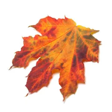 Red autumn maple-leaf Stock Photos