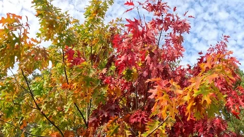 Red autumn maple leaves moving in gentle breeze against sky Stock Footage 320830594