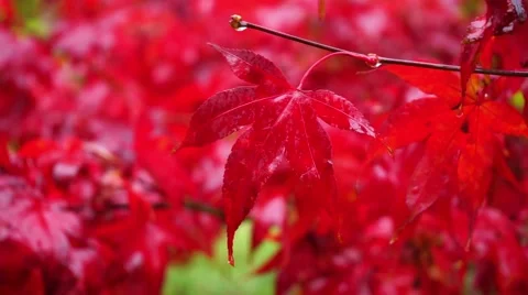 Red autumn maple leaves in the rain Stock Footage 44160259
