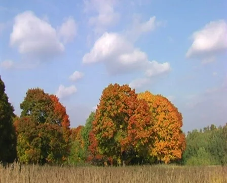 Red autumn maples and clouds on blue sky Stock Footage 534927