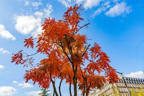 Red autumn tree beneath a blue sky in the city, Bourgogne-Franche-Comt, Dij.. Stock Photos