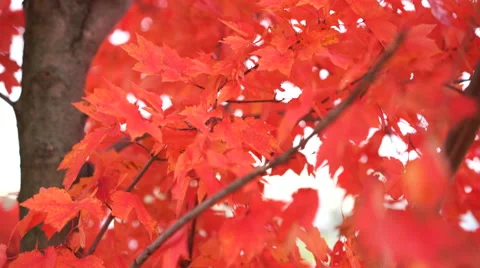Red autumn tree camera moving down Video stock 56399768