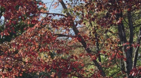 Red Autumn Tree Stock Footage 46227523