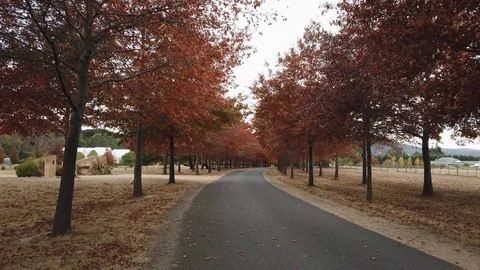 Red autumn tree Stock Footage 107078947