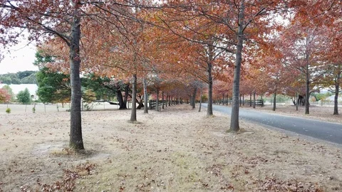 Red autumn tree Stock Footage 107078948