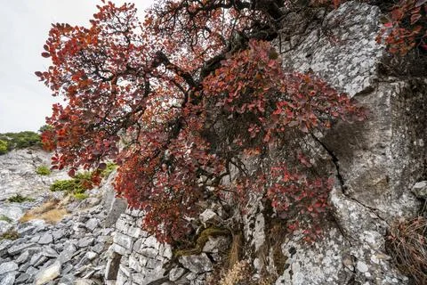 Red Autumn Tree Growing on Marble Cliffs in Penteli Quarry Greece Stock Photos