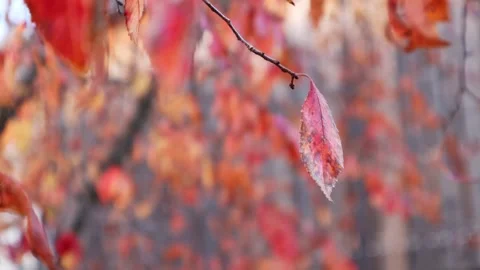 Red autumn tree leaves Stock Footage 294830413