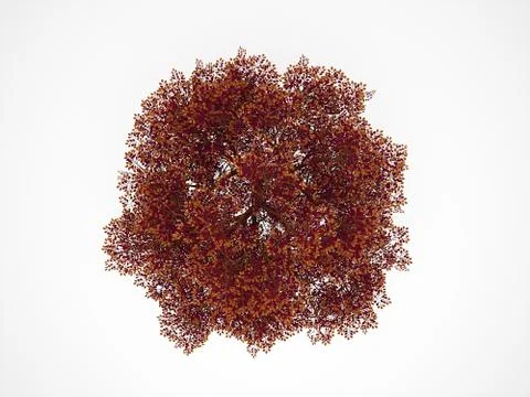 Red autumn tree on top isolated on white background Stock Illustration