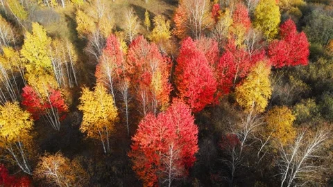 Red autumn trees in a forest at sunset. Trees with yellow and red leaves. Stock Footage 253464687