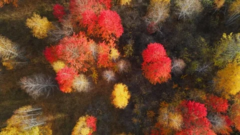 Red autumn trees in the mountains at sunset. Aerial top down view. Stock Footage 252142307
