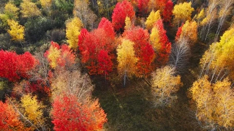 Red autumn trees in the mountains at sunset. Aerial top down view. Video stock 252142400