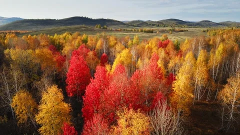 Red autumn trees in the mountains at sunset. Video stock 252142447