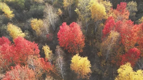 Red autumn trees in the mountains at sunset. Stock Footage 283959191