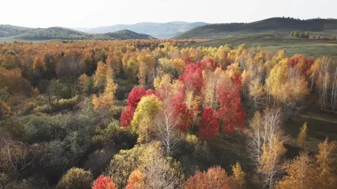 Red autumn trees in the mountains at sunset. Stock Footage 283959269