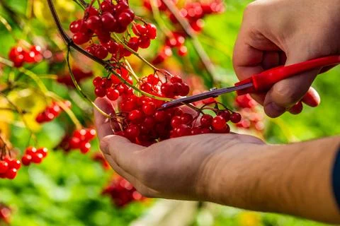 Red autumn viburnum in hands. Picking red viburnum in autumn Stock Photos