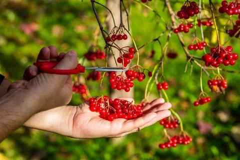 Red autumn viburnum in hands. Picking red viburnum in autumn Stock Photos