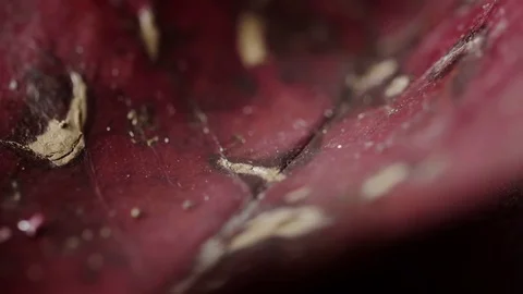 Red Autumn/Fall leaf in true macro close up UHD stock footage Stock Footage 76152634