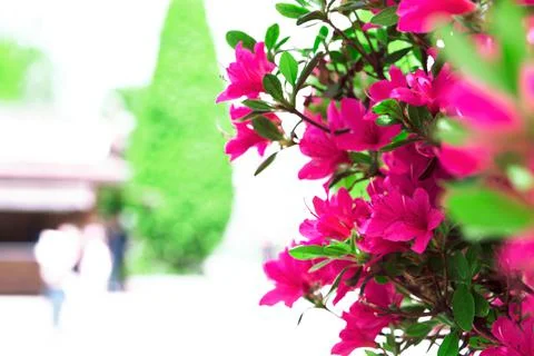 Red azalea bloom in spring Stock Photos