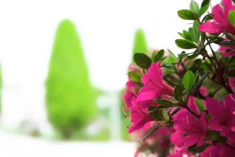 Red azalea on blurred background Stock Photos